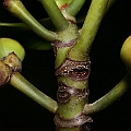 Rhizophora apiculata (Corky Stilt Mangrove) フタバナヒルギ at Machans Beach<br />Canon EOS KDX (400D) + EFS60 F2.8 + SPEEDLITE 380EX